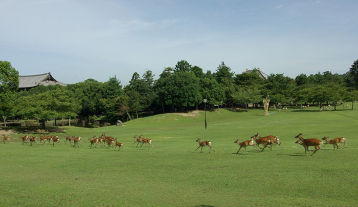 奈良公園